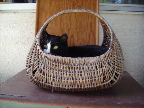 Katzeimkorb
