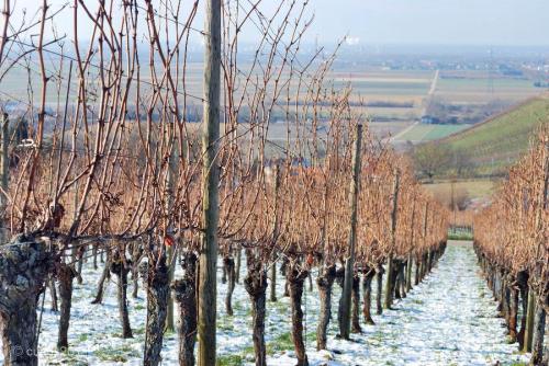 Knorrige_reben_01