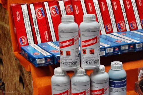 Polenmarkt_leknica_10