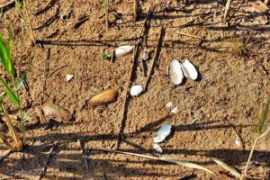 spremberger_stausee_05