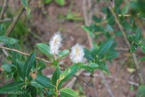 spremberger_stausee_12