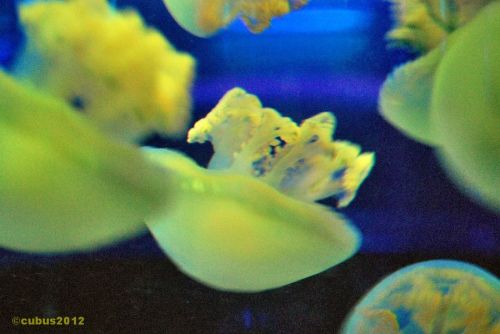Sealife_konstanz_07