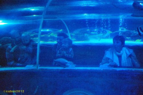 Sealife_konstanz_15