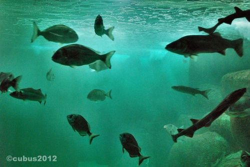 Marinarium15
