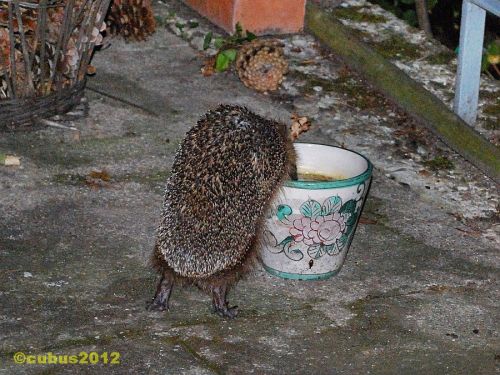 Igel05